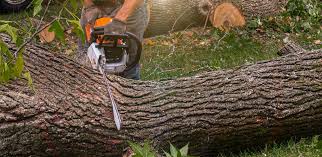 How Our Tree Care Process Works  in  Picture Rocks, AZ