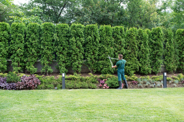 Best Lawn Watering Services  in Picture Rocks, AZ